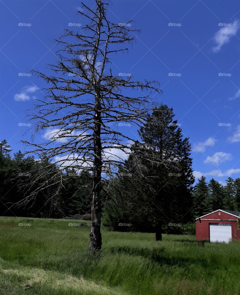 Dead Tree in Green Grass Under a Gorgeous Blue Sky