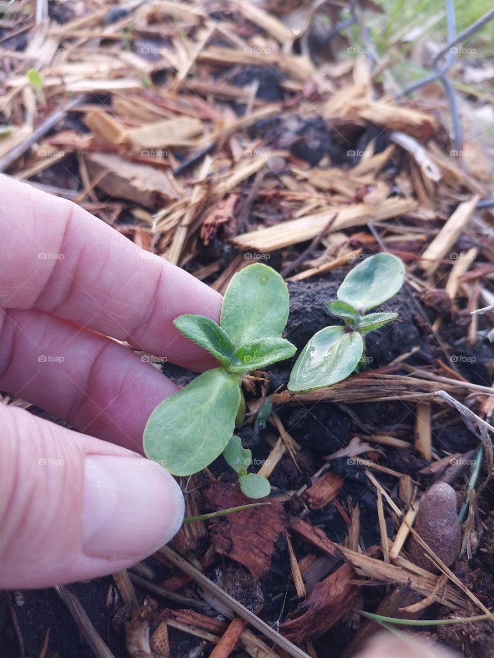 Baby Sunflowers