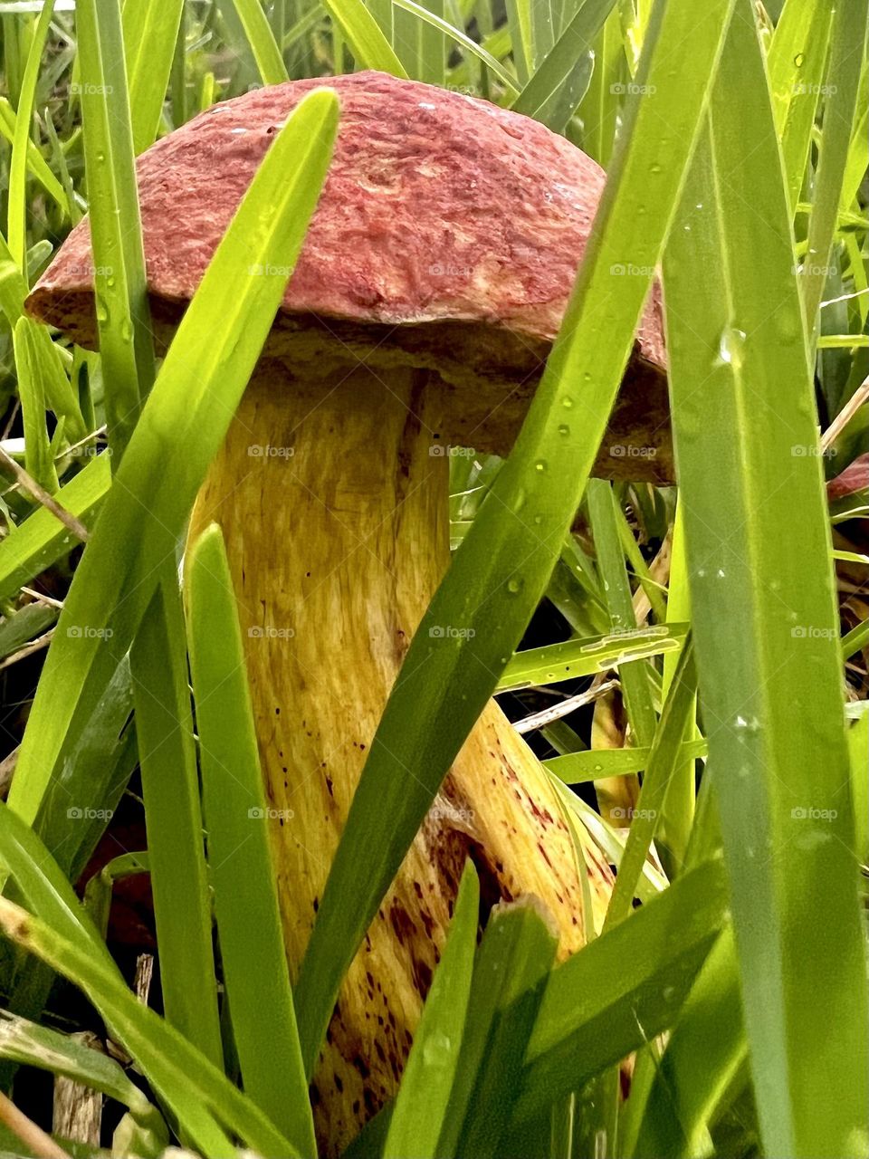 Large red and yellow mushroom popped up in the tall grass! Amazing what a little rain can do! 🍄