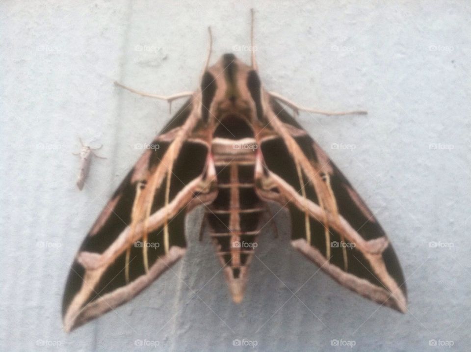 Beautiful moth