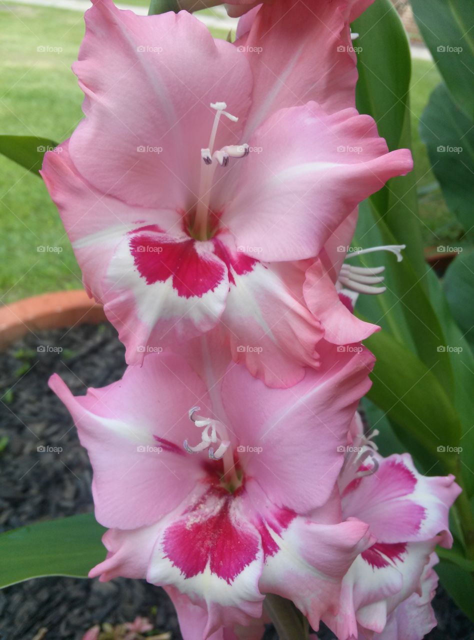  Pink Gladiolus . I only see this flowers bloom ones a year.