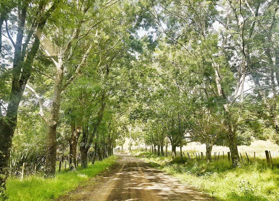 Tree, Wood, Landscape, Nature, Leaf