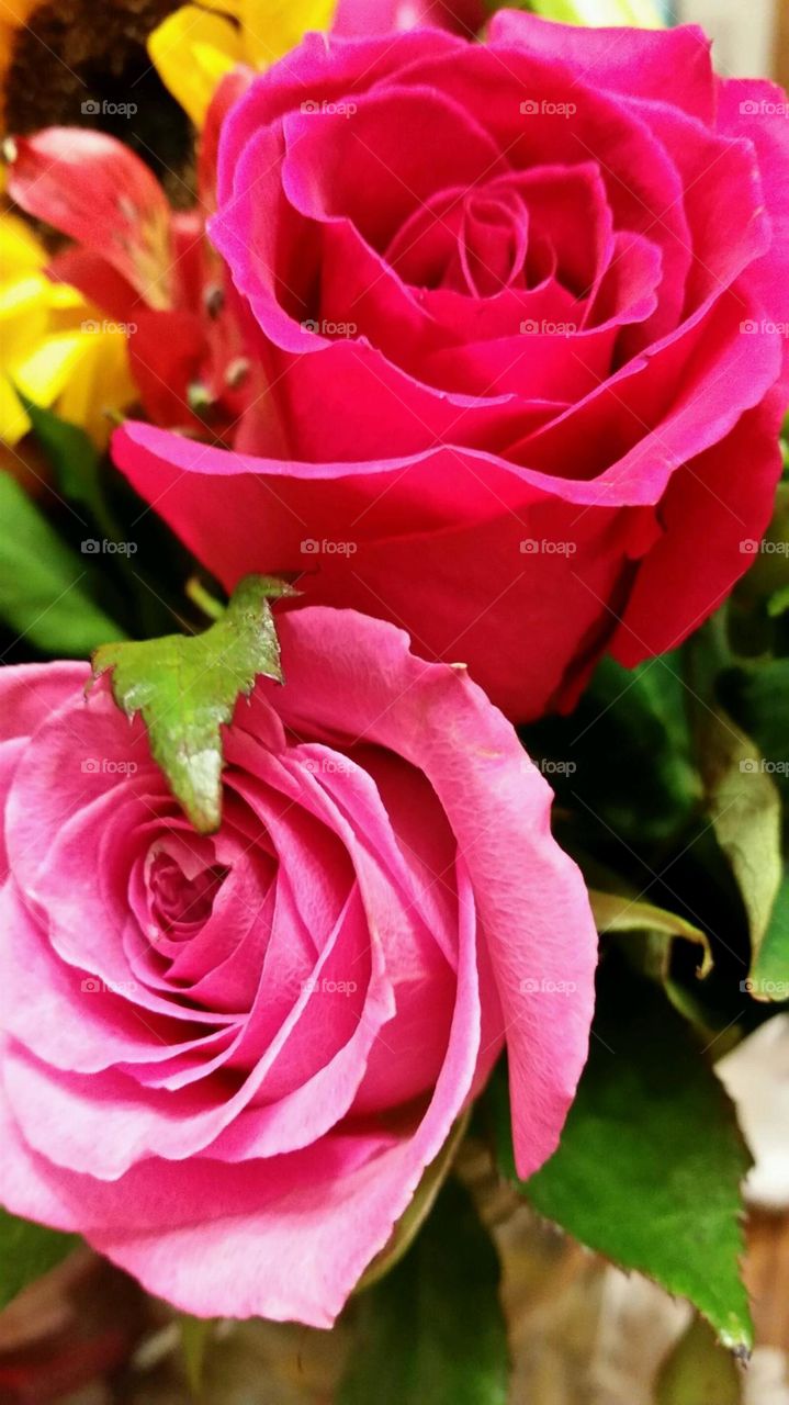 Roses are...pink. Roses are...pink