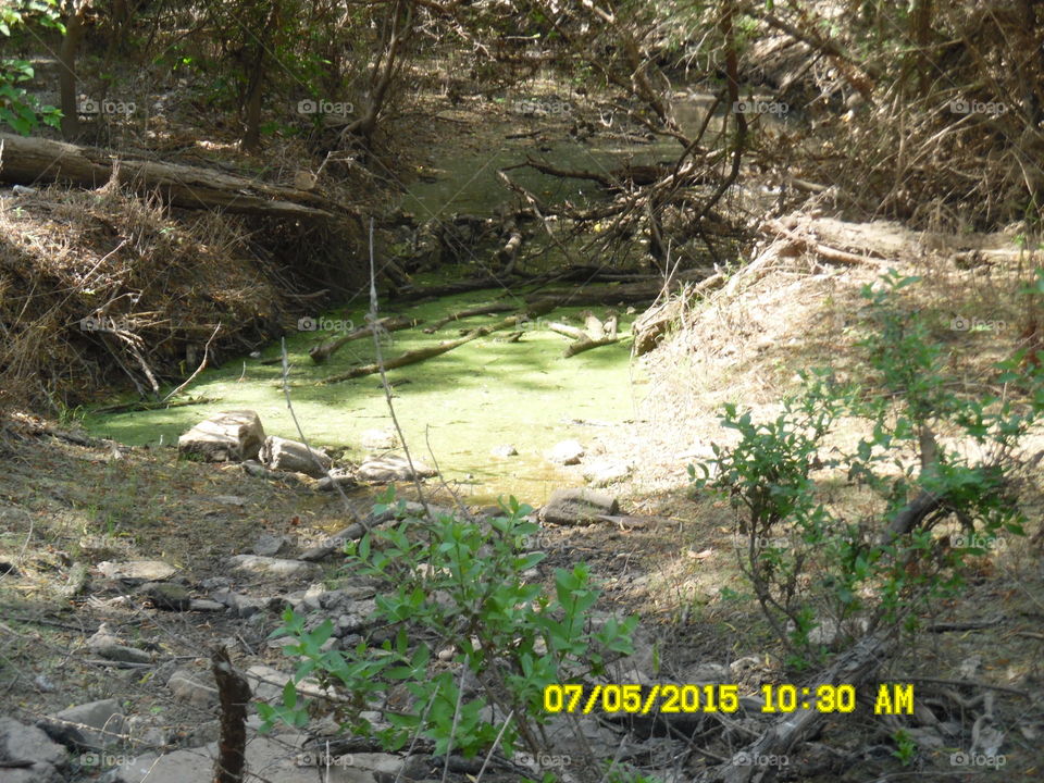 mossy Creek bed. This is a picture of a mossy Creek bed that I came across this morning while out walking πΆ π π₯ π¨ in Graham Texas
