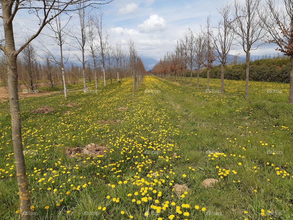 a springtime field with yellow flowers