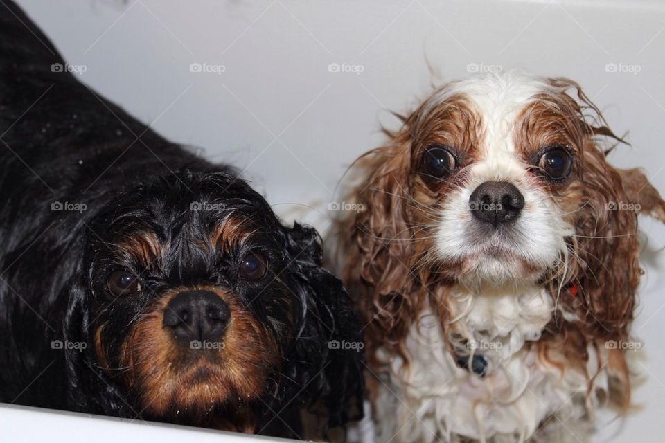 Bath Time Dogs