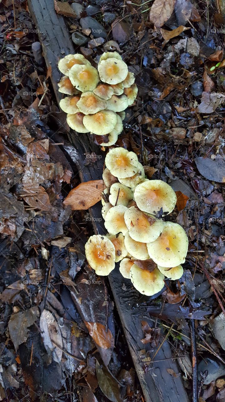 yellow caps