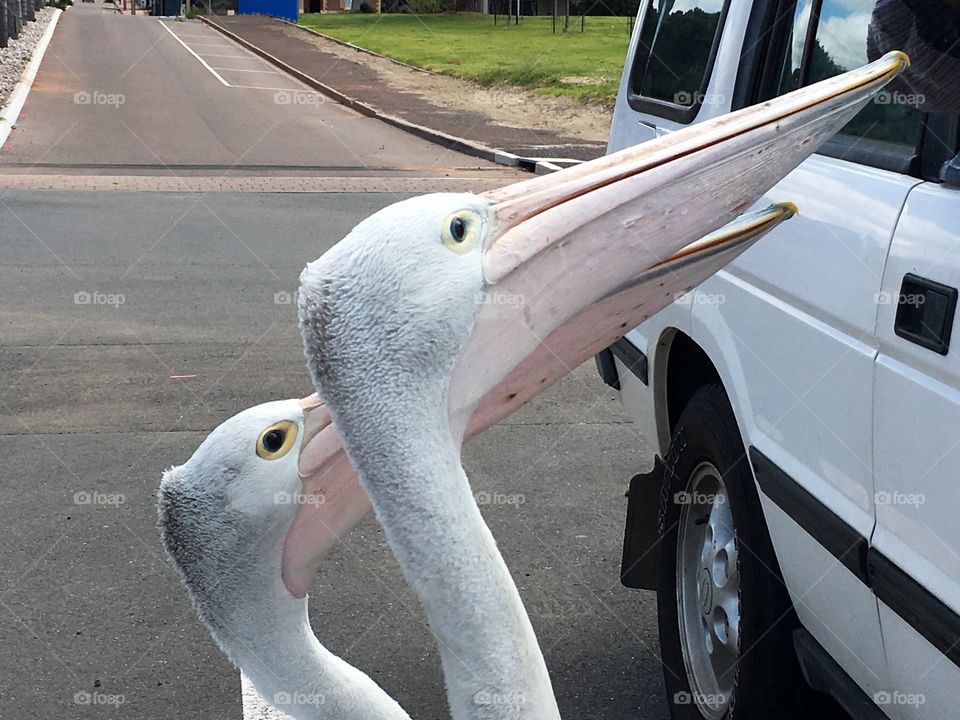 Giant Australian seagulls, not! Two large Pelicans begging for food handouts from
People in parked vehicle at beach