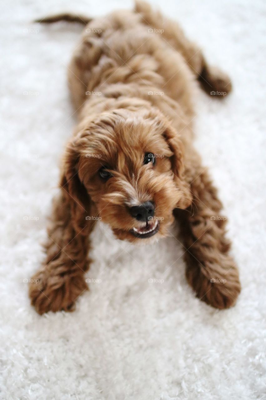 dog on laying on white carpet