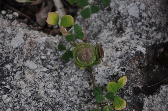 Life in stone