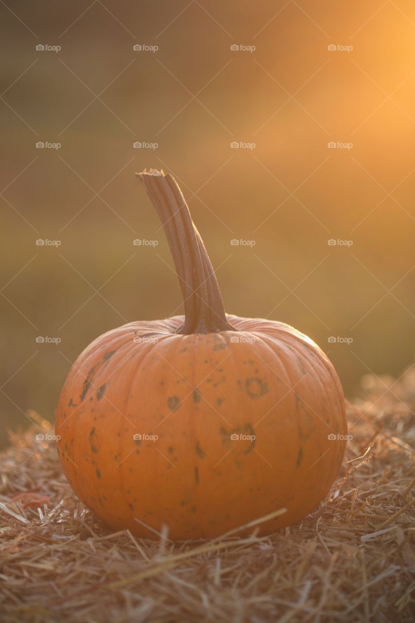 Pumpkin 