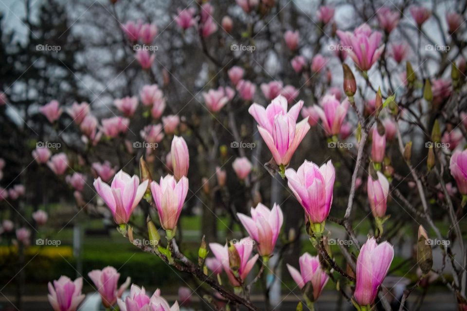 Magnolia flowers 🌺