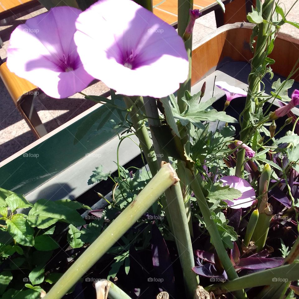 sunny day, warm sun, nice purple plante, nice lavender