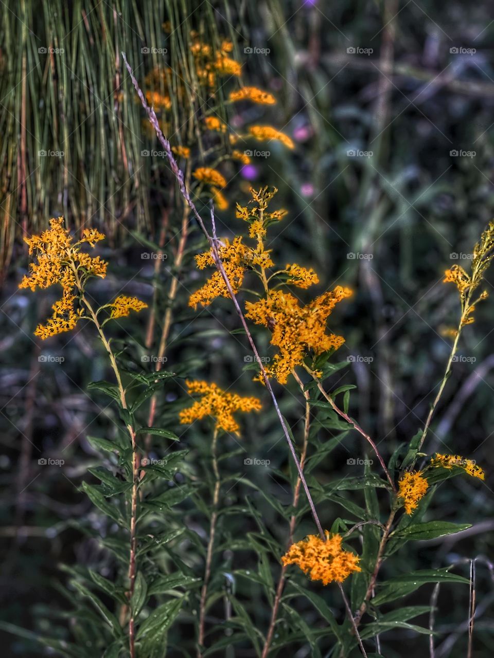 Goldenrods blooming along the lake banks giving off strong Fall vibes.
