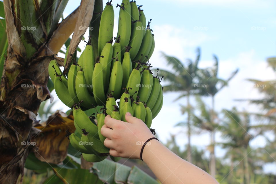 A person picking bananas