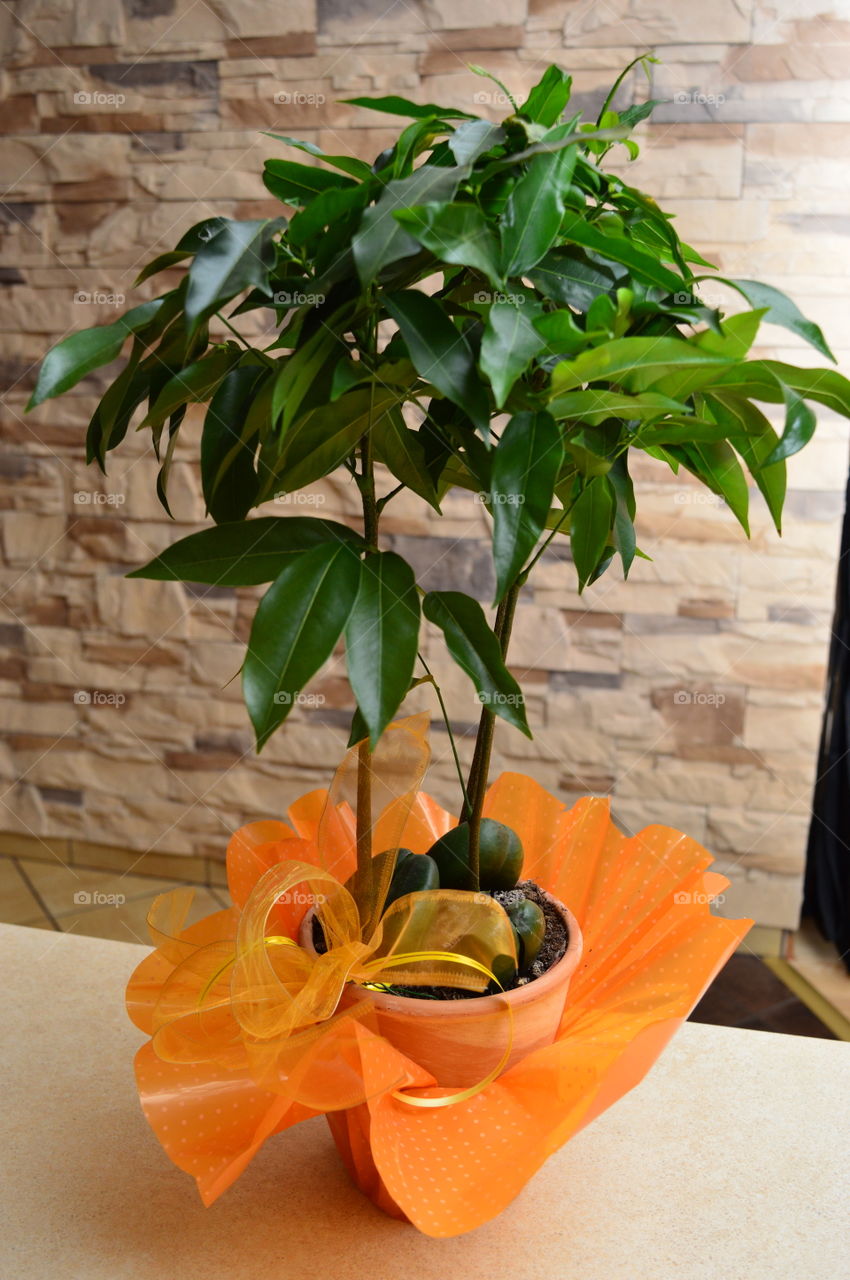 House plants in pots-Castanospermum australe, Moreton Bay Chestnut, Blackbean, Lucky Bean,