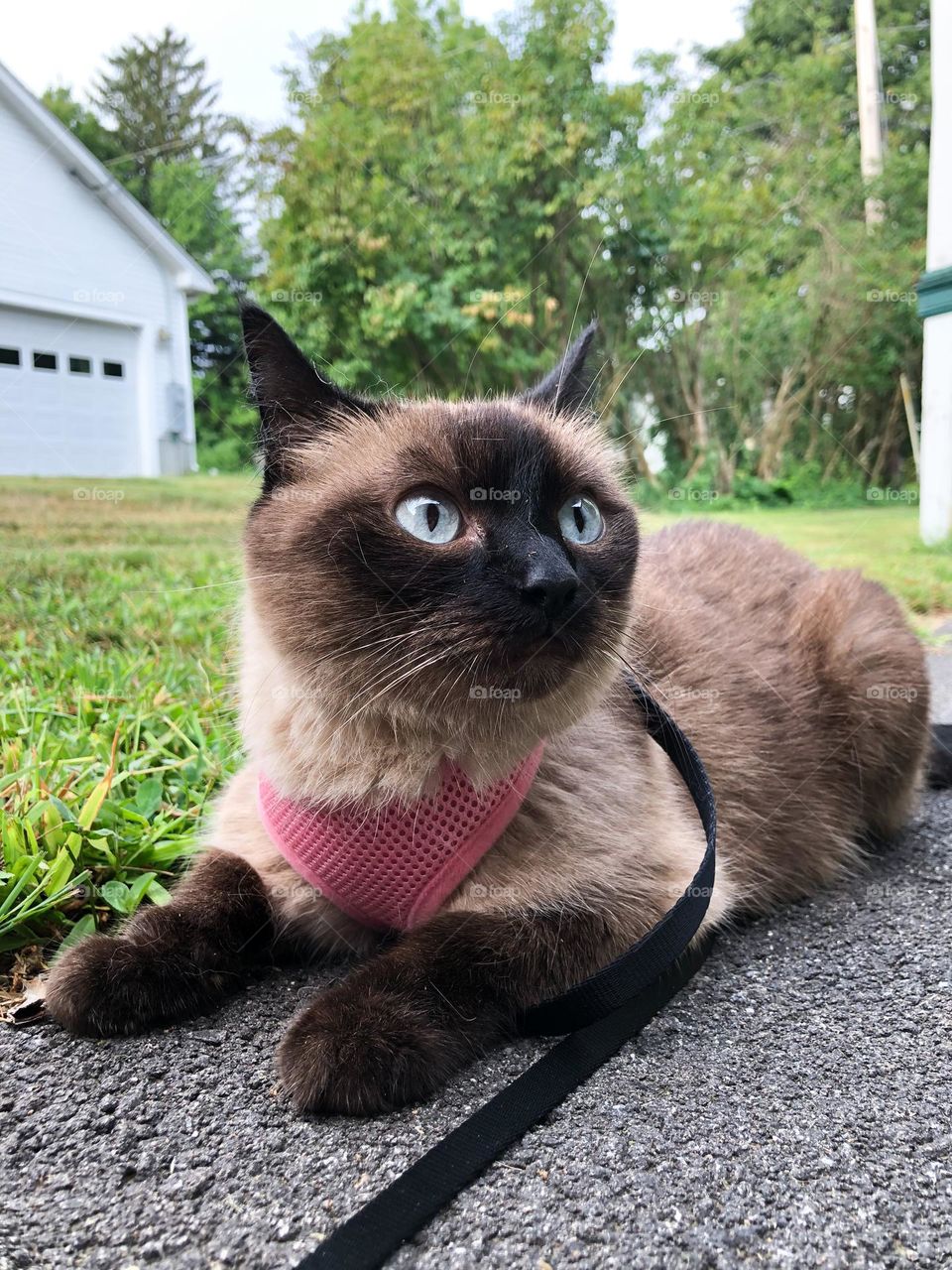 Time for a walk!! A siamese cat with a leash laying down outside the house
