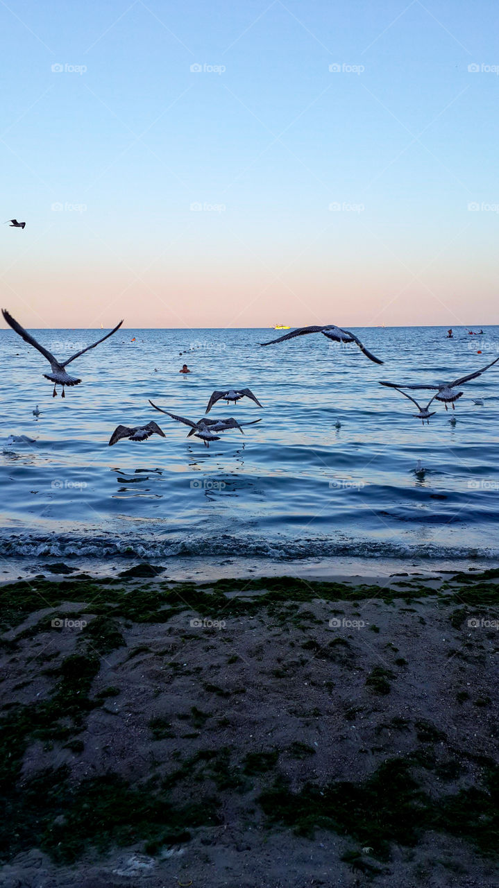 Seagulls flying over the sea