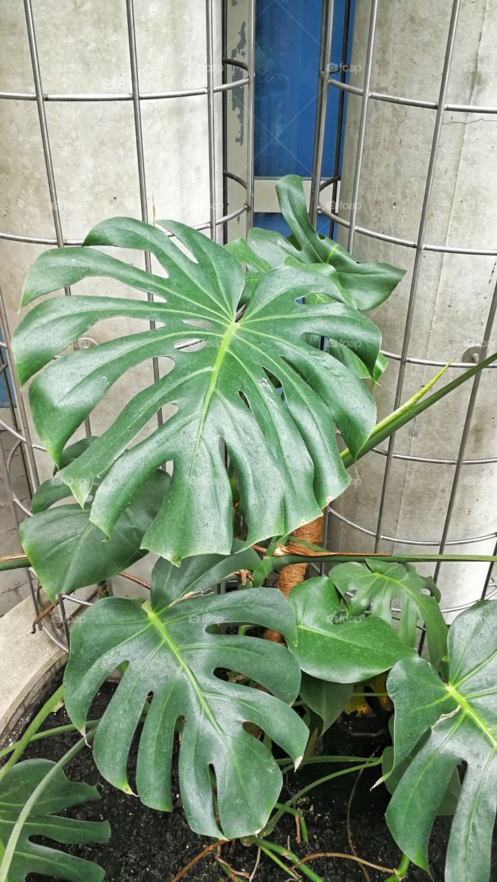 Monstera leaves