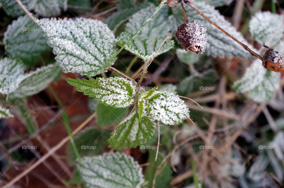 Close-up of green colored plants with white frost in Berlin, Germany.
