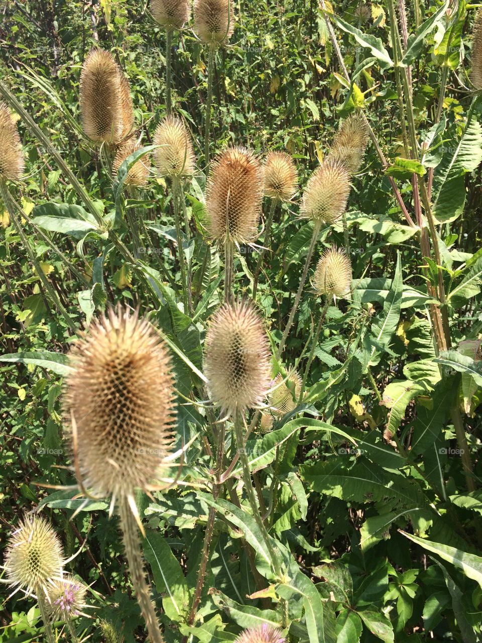 Thistle 