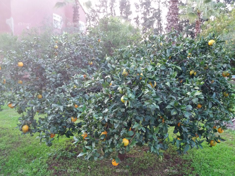 Orange Tree