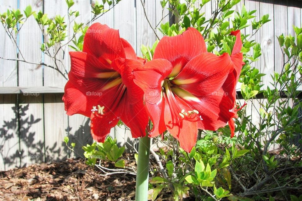 Amaryllis