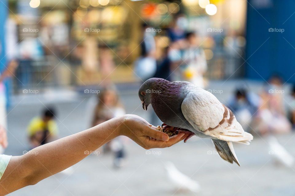A human hand is with seeds to feed the pigeon