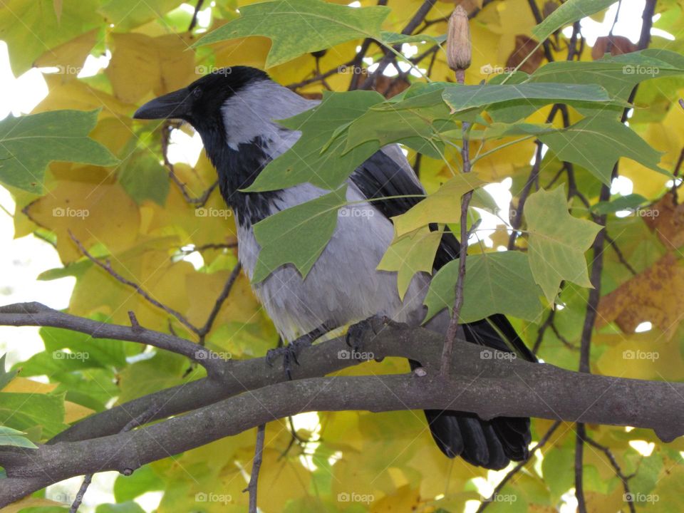 Crow in the city park