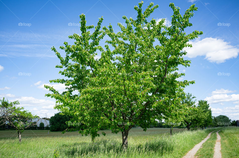 cherry tree in spring