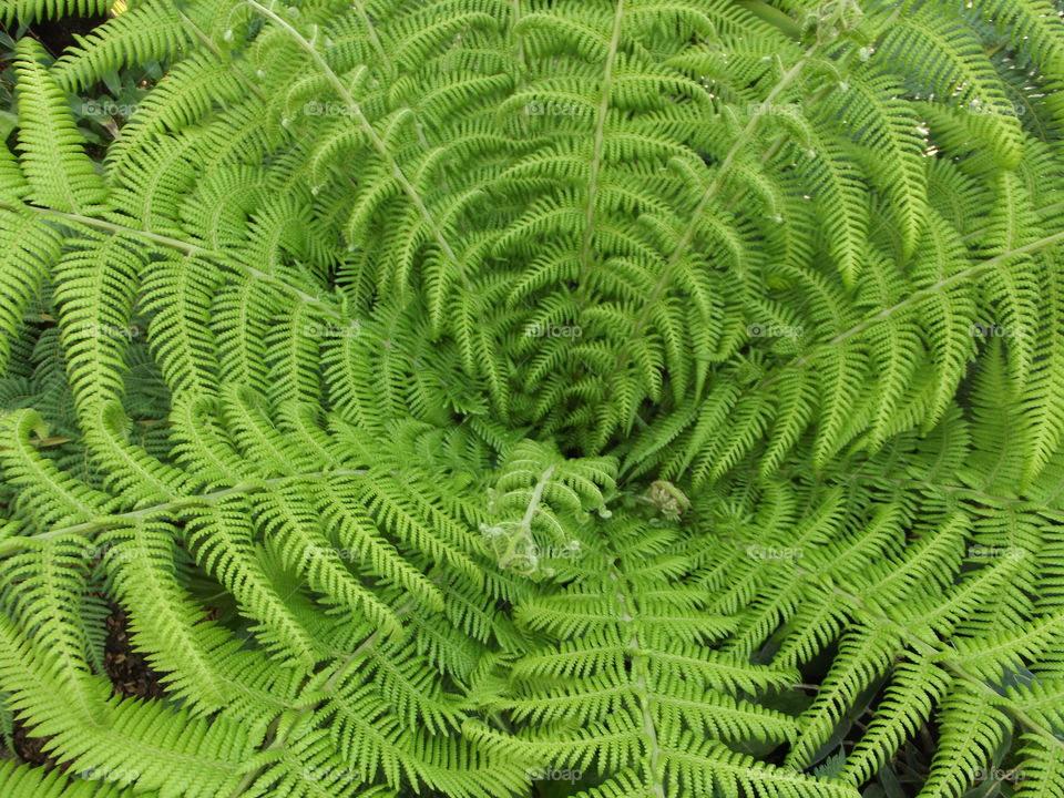 Green Fern