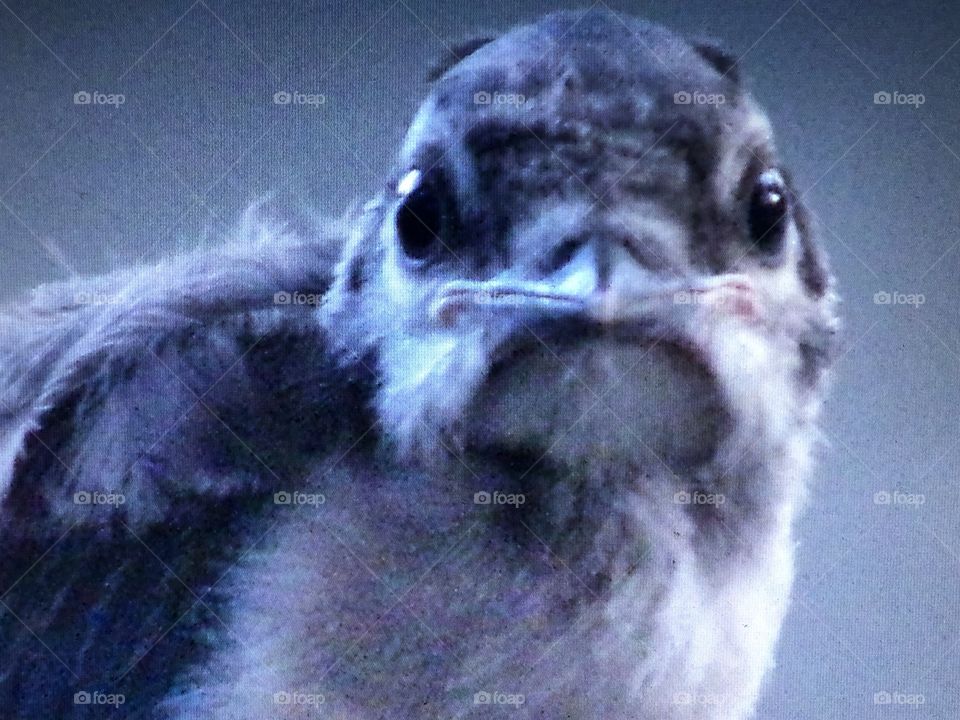 Cute beak baby bluejay