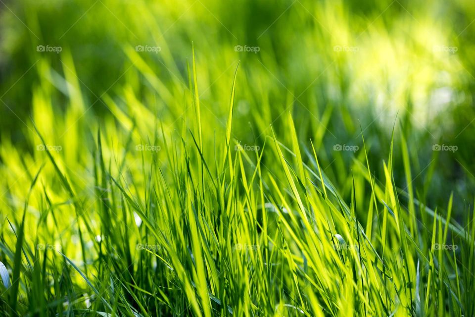 Grass close up background nature therapy amazing wildlife beautiful nature scape dreaming of life amazing colours green power leaves