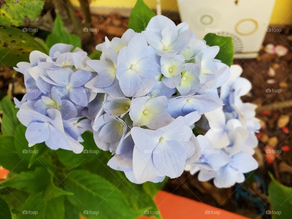 exotic blue flowers