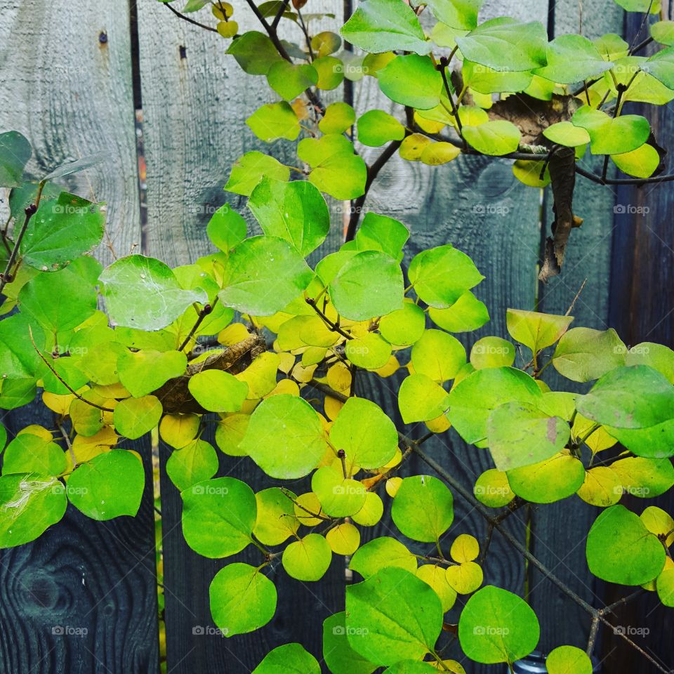 Leaf, Flora, Nature, Growth, Garden