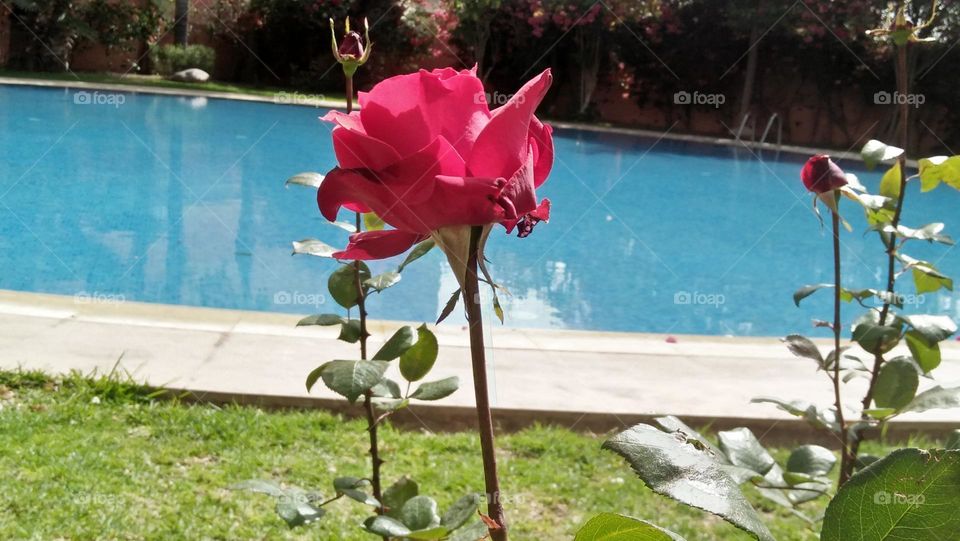 Beautiful red roses in nature