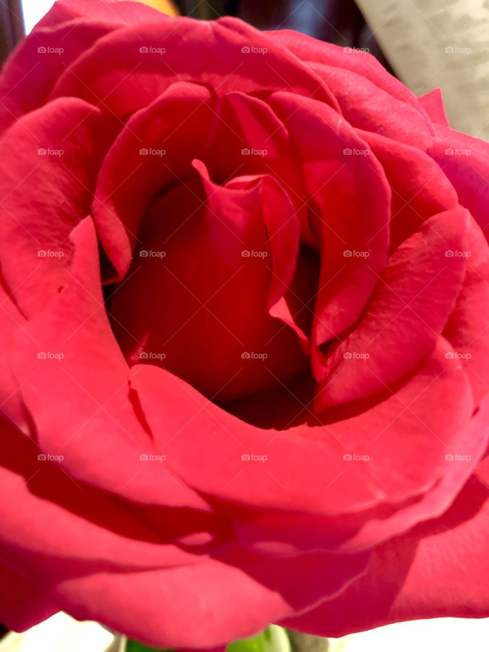 Large rose