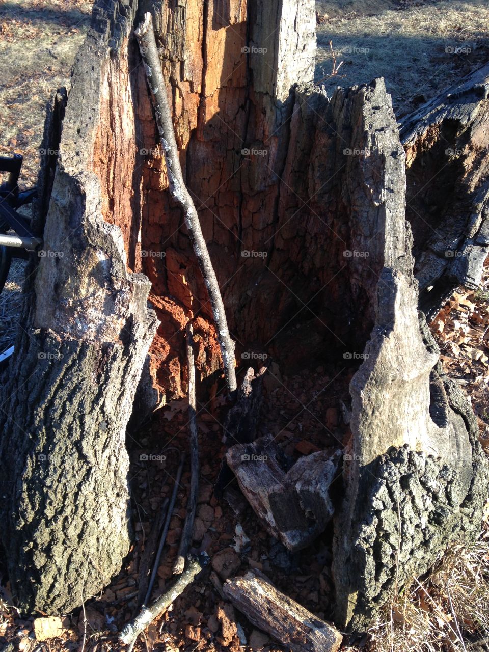 Broken tree 

By Kapturer 