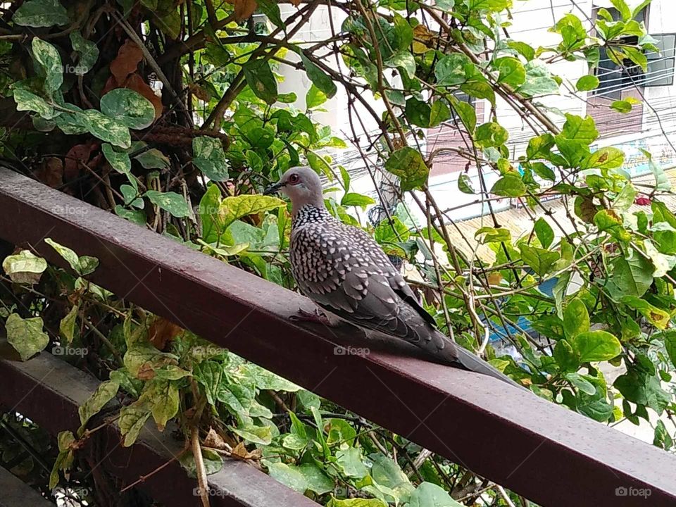 a dove on my balcony