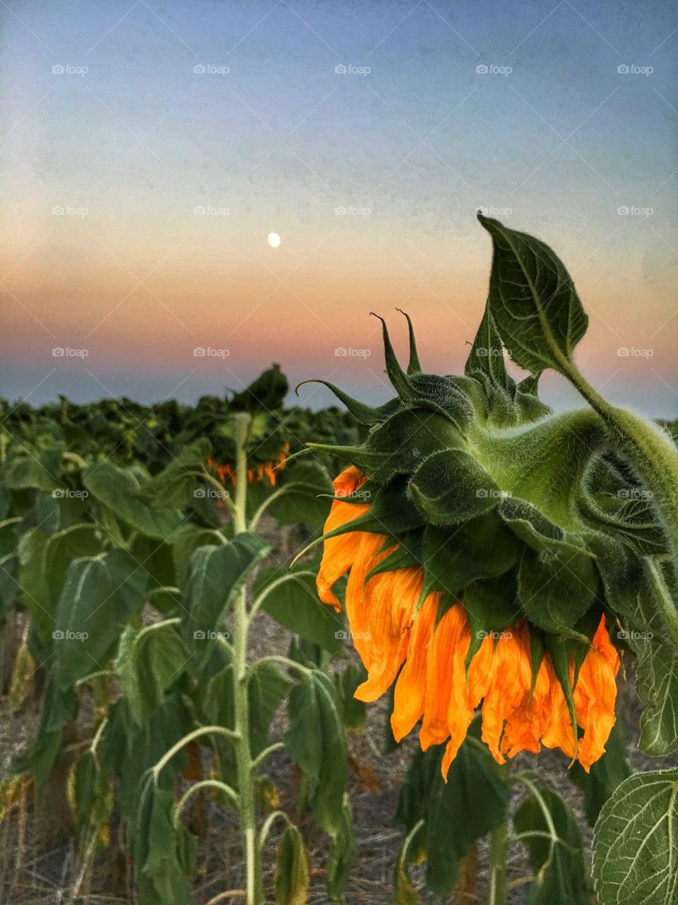 Wilting Sunflower 