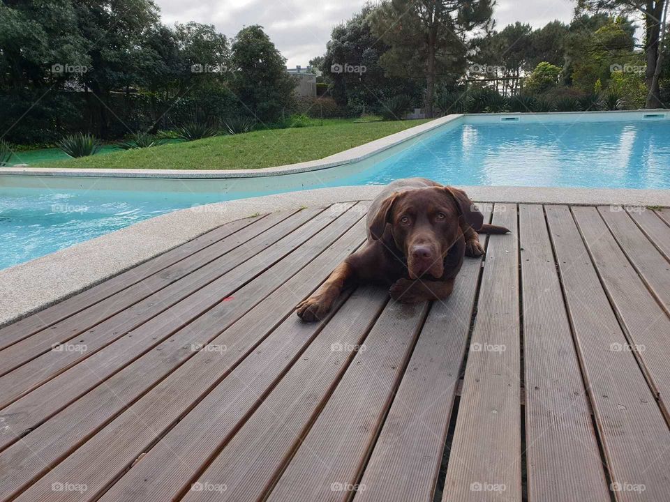 Labrador#dog#pet#canine#cute#relax