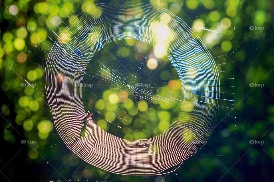 An orbweaver spider spins her silky artwork in the early morning light. Yates Mill County Park in Raleigh, North Carolina. 