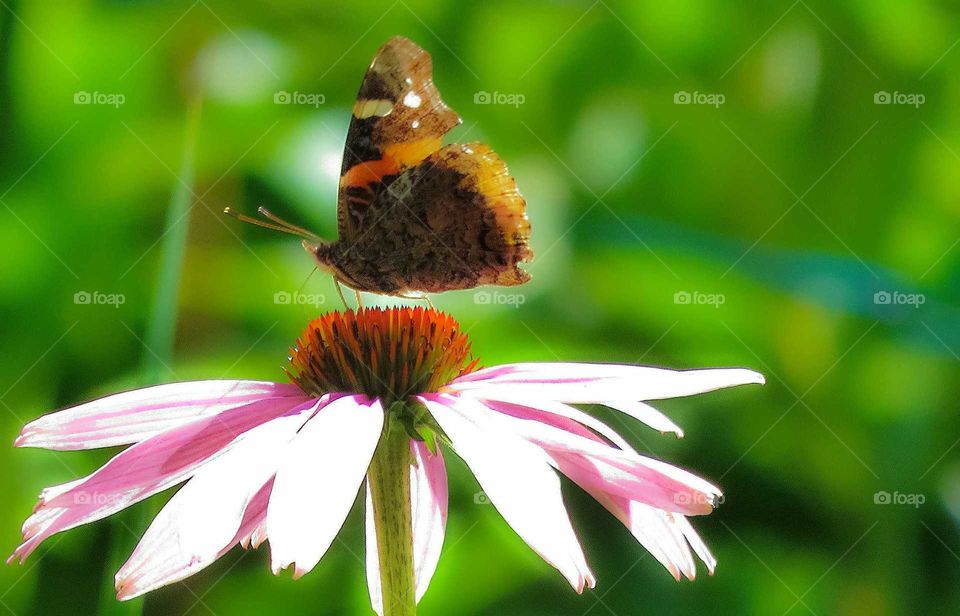 Monarch on Coneflower