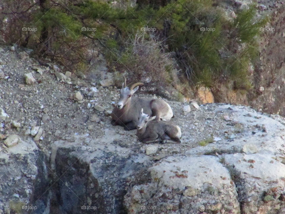 mountain sheep