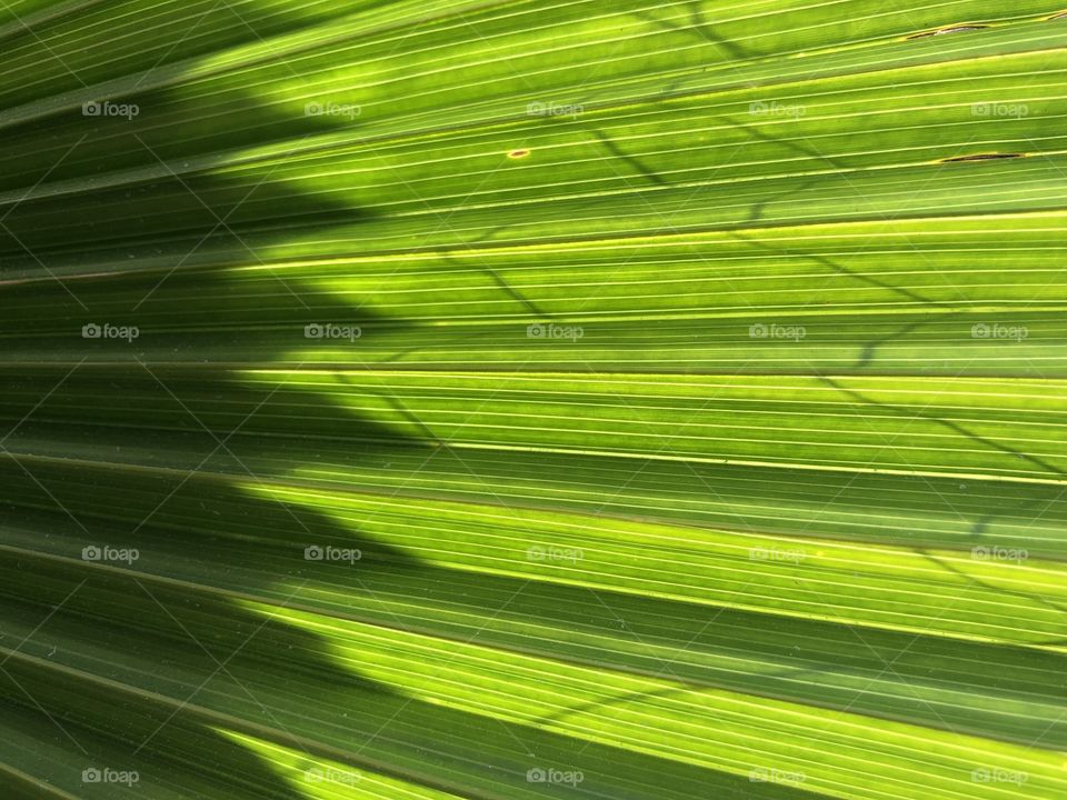Shadows and sunlight on green palm leaf