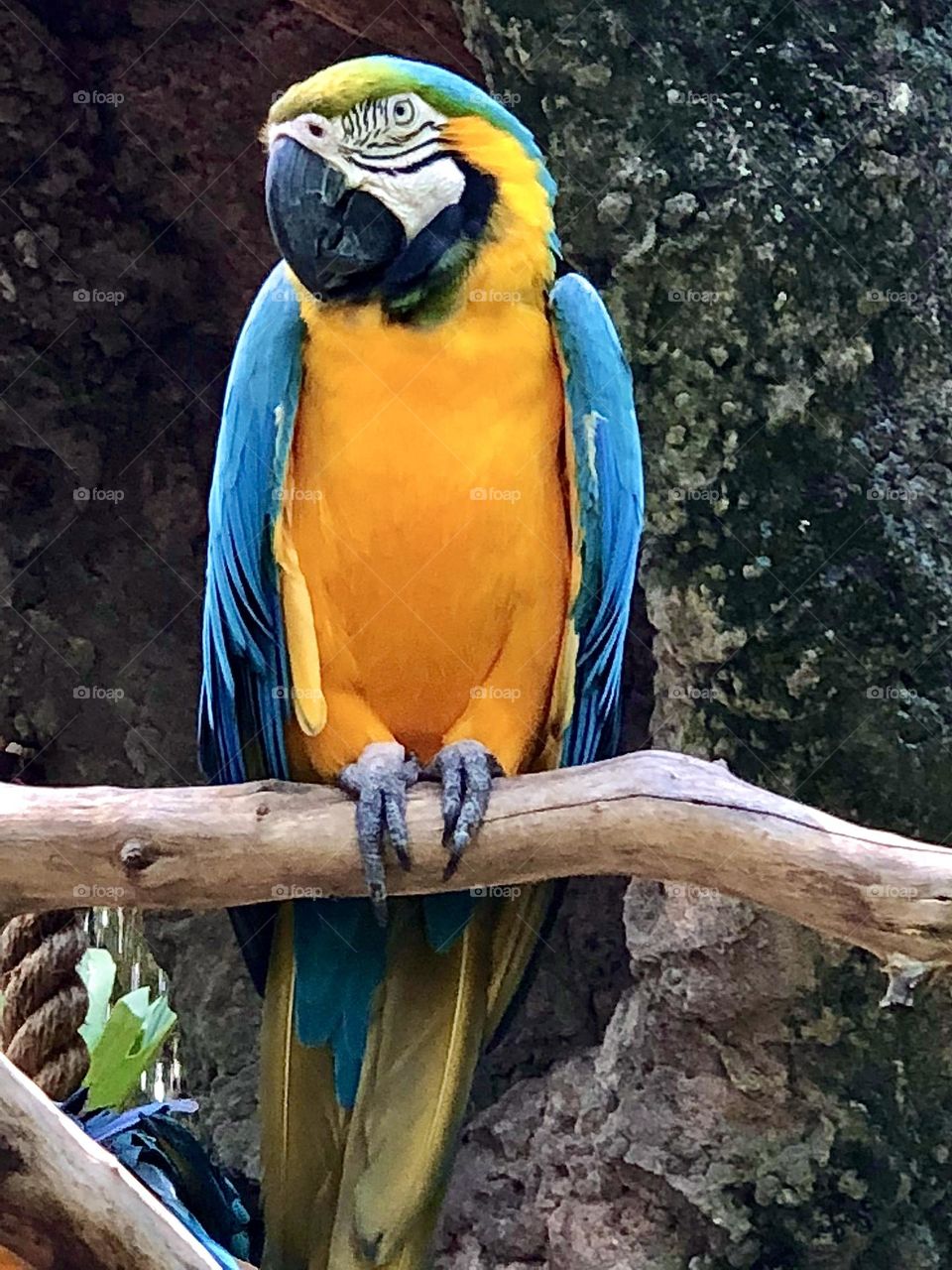 Yellow blue parrot sitting on branch.