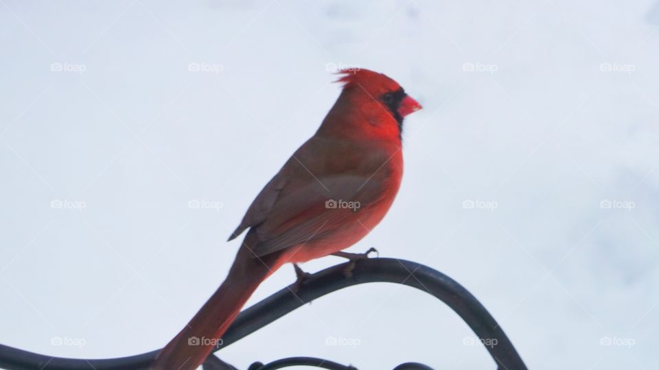 High angle view of bird