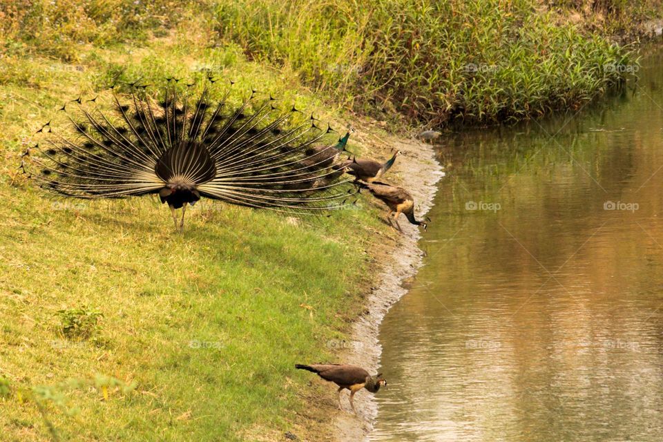 Family of Peacock drinking water from river