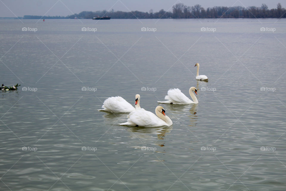 Swan at the River