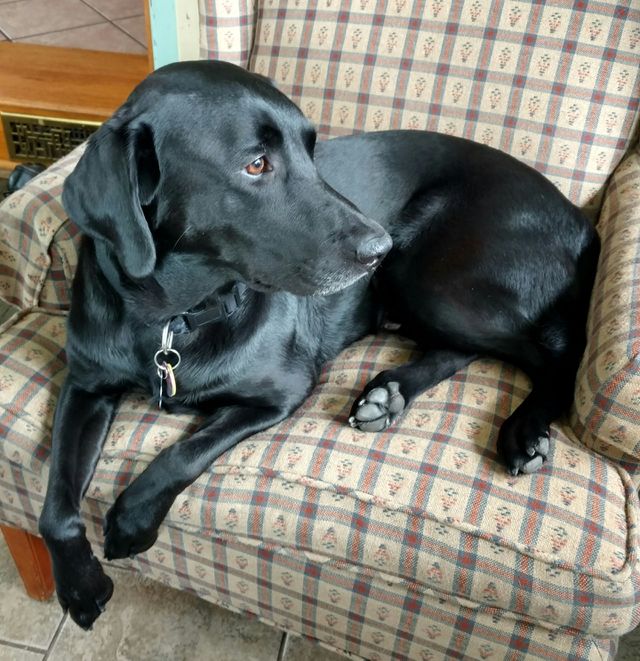 Love my lab!